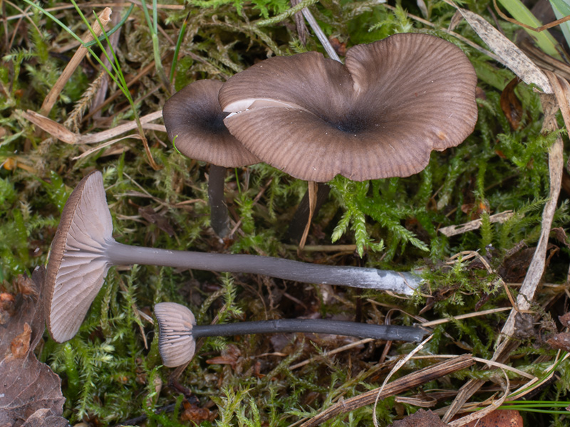 Entoloma allospermum